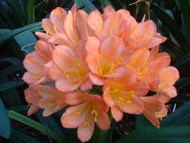 Tino Ferrero Pink No 9 X Self