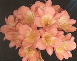 Pastel Hybrid  X Self