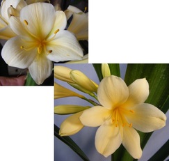(Albany Yellow Var. X Vico Var. Yellow) X Nakamura Yellow Var.