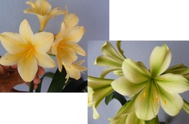 (Dweza Yellow X Natal Yellow AMNZ) X Hircha Green (Dweza Yellow X Natal Yellow AMNZ) X Hircha Green