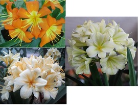 [Kirstenbosch Supreme X Yellow GT] ex John Winter X ex FW
