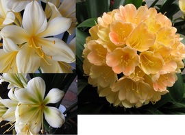 [Yellow GT X Orient Joy ex FW] X Yellow Green Throat ex GvW