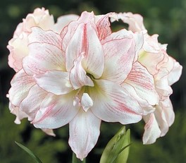 Aphrodite (Double)