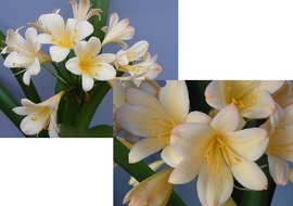 Appleblossom (Q5XQ2) X Appleblossom (Peachglow X Q4)