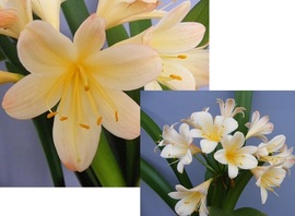 Appleblossom X Appleblossom (Q5XQ2) Appleblossom X Appleblossom (Q5XQ2)