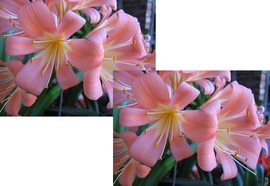 BG Pink Pastel X Self