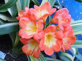 BL Red with slight variegated markings X Garden Red BL Red with slight variegated markings X Garden Red