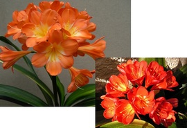 Broad Leaf Var. Red X BW Polyploid Red Multipetal