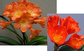 Mixed red  hybrids