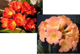 BW Polyploid Pink X Alida Pink pastel