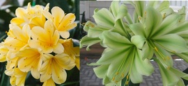 Chiba Yellow X Charl’s Green