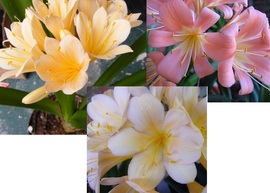 Chubb Peach Cross X (Pink Pastel X Chubb Broad Petal Peach )