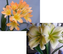 Chubb Peach with Green Centre X Bill Morris yellow Green Centre
