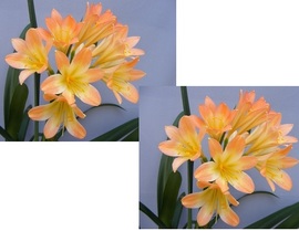 Chubb Peach with Green Centre X Self