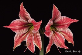 Exotic Star
