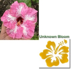 JMMA APHRODITE’S CHILD X UNKNOWN