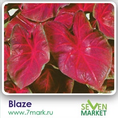 Blaze
