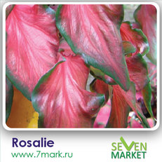 Rosalie