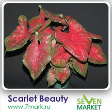 Scarlet Beauty