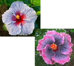 KMMA À LA VÔTRE X M. BOONDAH BURST