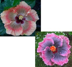 LMMA APACHE BRIDE X M. BOONDAH BURST