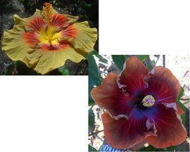 M. ALCHEMY X M. CASIANA