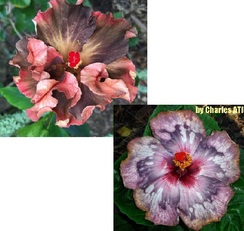 M. ANASTASYA X FABULOUS MOON PURPLE ICE