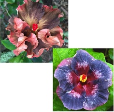 M. ANASTASYA X M. DELPHINA