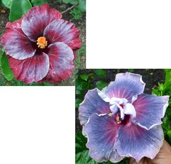 M. AROHA BELLE FILLLE X IMMA CASIANA GABRIELA