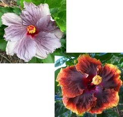 M. BLUE MILAGRO X  MERVEILLE INTENSITY
