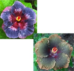 M. DELPHINA X PACIFIC TAIMARU