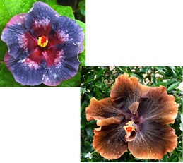 M. DELPHINA X RMMA CASIANA BLOG