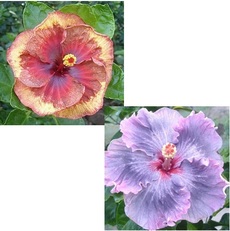 M. FAURA X M. BABY MOON