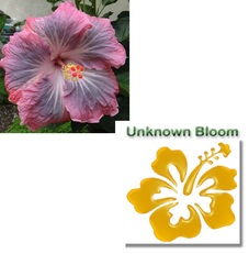 M. Magic Crystal X UNKNOWN