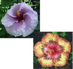 M. MARITA RAINBOW X M. PARADE SUN