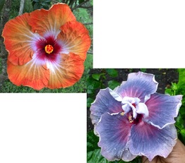 M. METEORITE IMPACT X IMMA CASIANA GABRIELA
