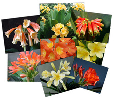 Mixed Garden Interspecifics X Self