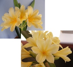 Nakamura Var. Yellow X Albany Yellow Var.
