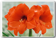 Orange Souvereign