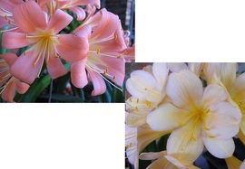 Pink Pastel X Broad Petal Chubb Peach X Broad Petal Chubb Peach Pink Pastel X Broad Petal Chubb Peach X Broad Petal Chubb Peach