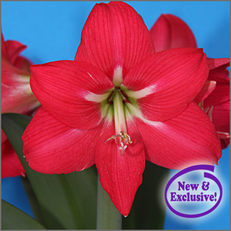 Pink Star