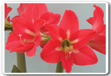 Pink Star