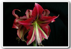 Ruby star