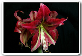 Ruby star