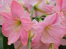 Sweet Star