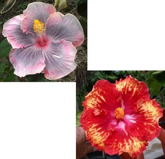 TAHITIAN PINK PRINCESS 2659 Х SUN SHOWER