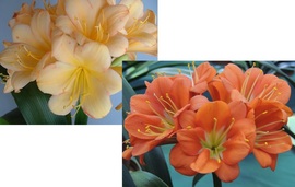 Tipperary Peach X LB red edge Tipperary Peach Tipperary Peach X LB red edge Tipperary Peach