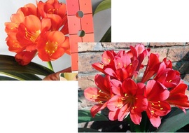 TM [(Red X Best Red – Slightly Var.) X Hirao Red] x Self