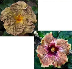 TOPAZ GLORY X NMMA GIOSTRA