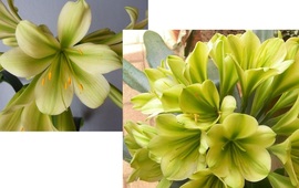 TW Green Flower X Charl’s Green] X (Hirao X Charl’s Green]